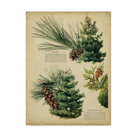 Unknown 'Red Pine & Eastern White Pine' Canvas Art,24x32